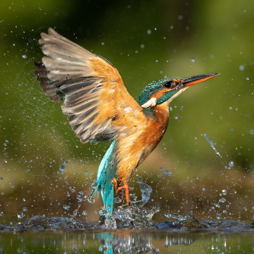 Kingfisher emerging from the water - ©L. Galbraith-AdobeStock