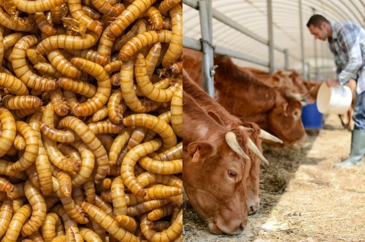 Mealworms and farmer feeding livestock