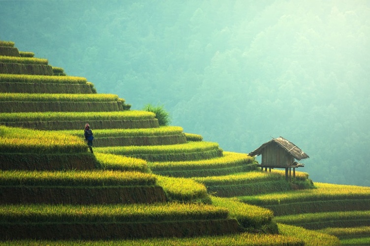 Rice field landscape