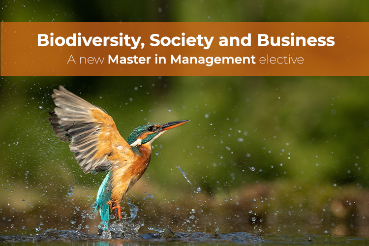 © L. Galbraith - AdobeStock [copyright] Kingfisher emerging from the water