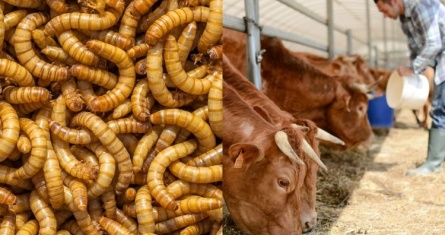 Mealworms and farmer feeding livestock