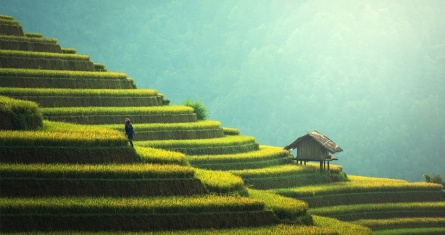 Rice field landscape