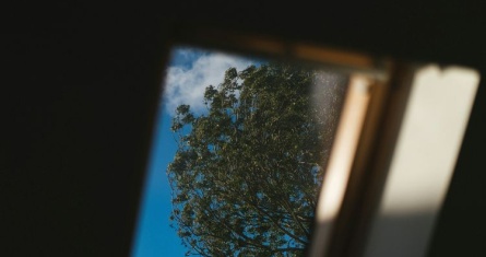 Dark room with a window with a tree outside