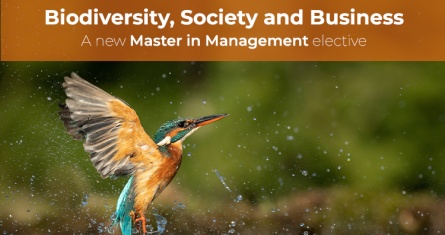 © L. Galbraith - AdobeStock [copyright] Kingfisher emerging from the water