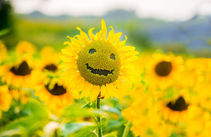 Happiness economics: Is it really all about money?