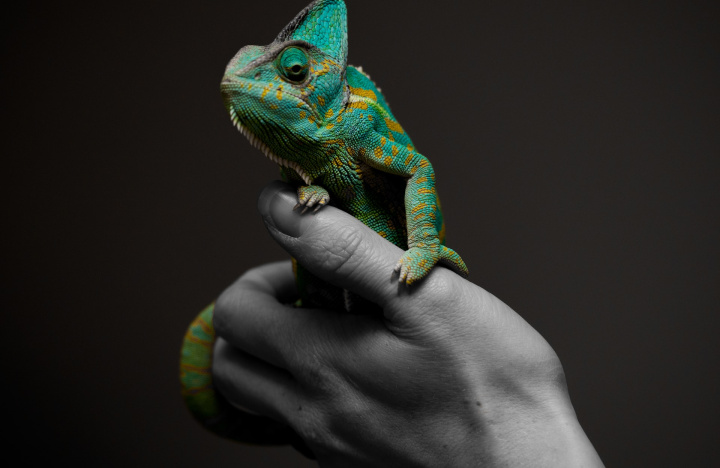 The Chameleon Leader, the key to leadership in a turbulent world