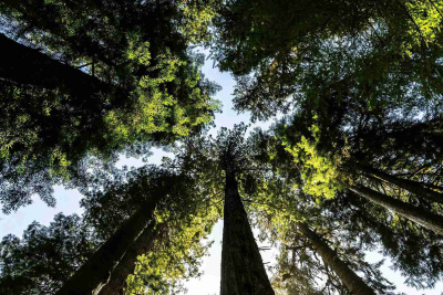 Listening to the forest: how Maa Biodiversity is bringing life back to Europe’s woods