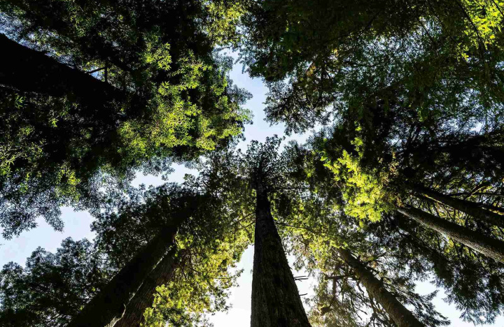 Listening to the forest: how Maa Biodiversity is bringing life back to Europe’s woods