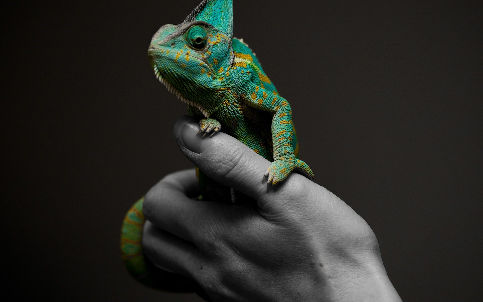 ©Ante Hamersmit/Unsplash Picture of someone holding a chameleon