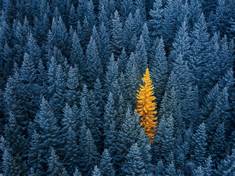 Teamwork vs individual. Concept for being special and extra outstanding. Background for Christmas and New Year card, © Sivivolk / Adobe Stock