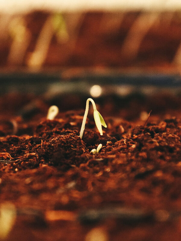Brown dried leaves on brown soil, ©Jametlene Reskp / Unsplash