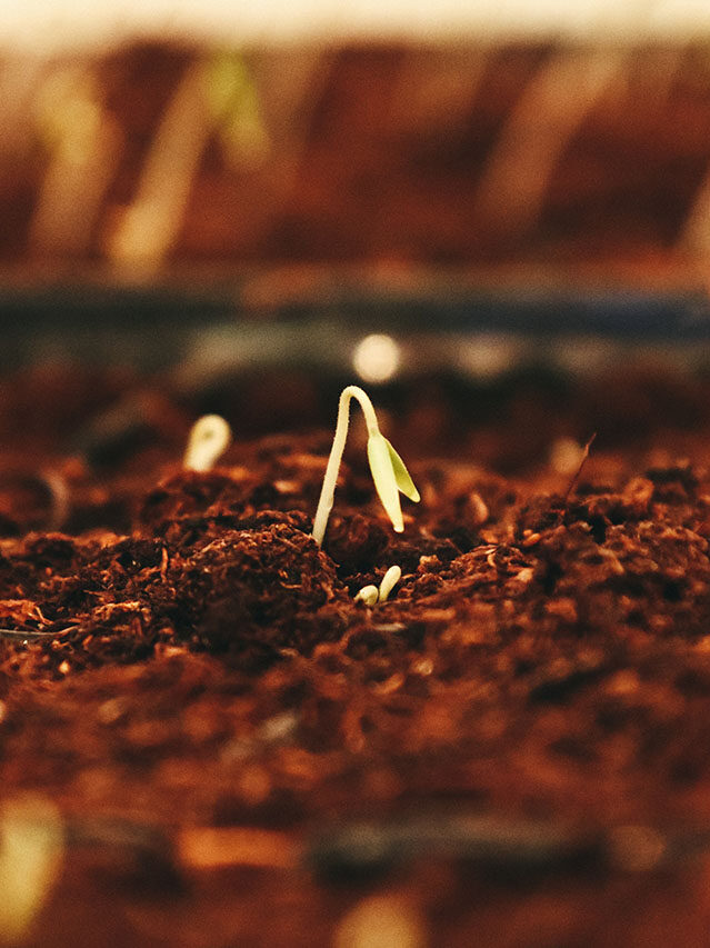 ©Jametlene Reskp / Unsplash Brown dried leaves on brown soil, ©Jametlene Reskp / Unsplash