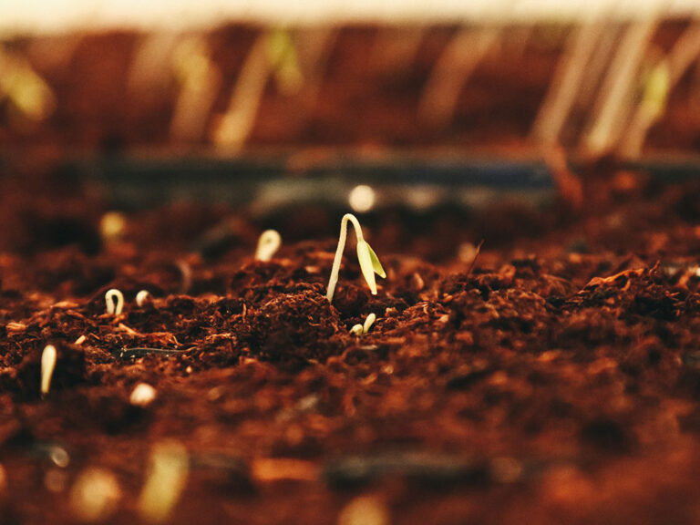 Brown dried leaves on brown soil, ©Jametlene Reskp / Unsplash