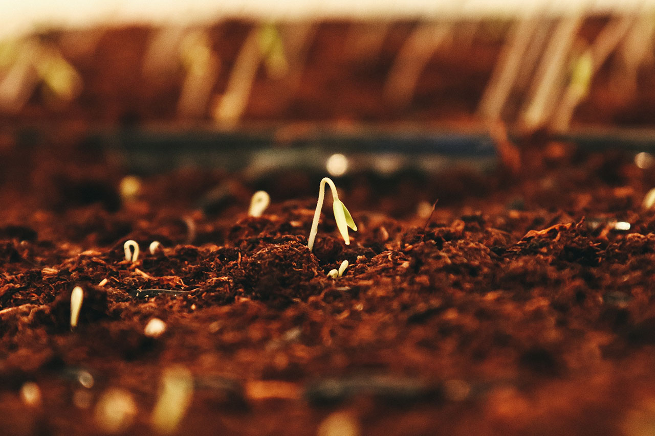 Brown dried leaves on brown soil, ©Jametlene Reskp / Unsplash