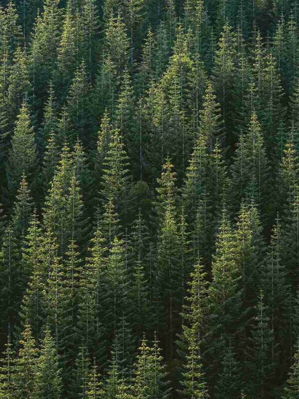 A far away photo of a forest of many trees