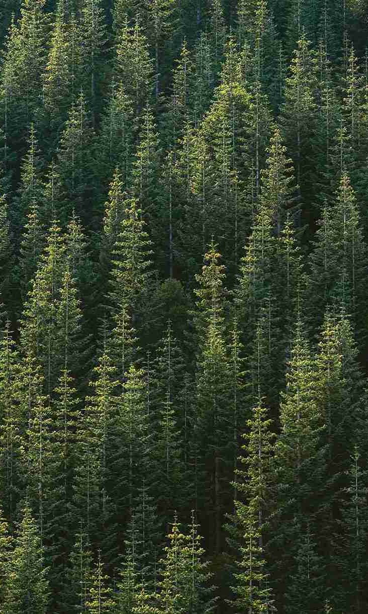 A far away photo of a forest of many trees