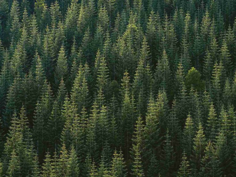 A far away photo of a forest of many trees