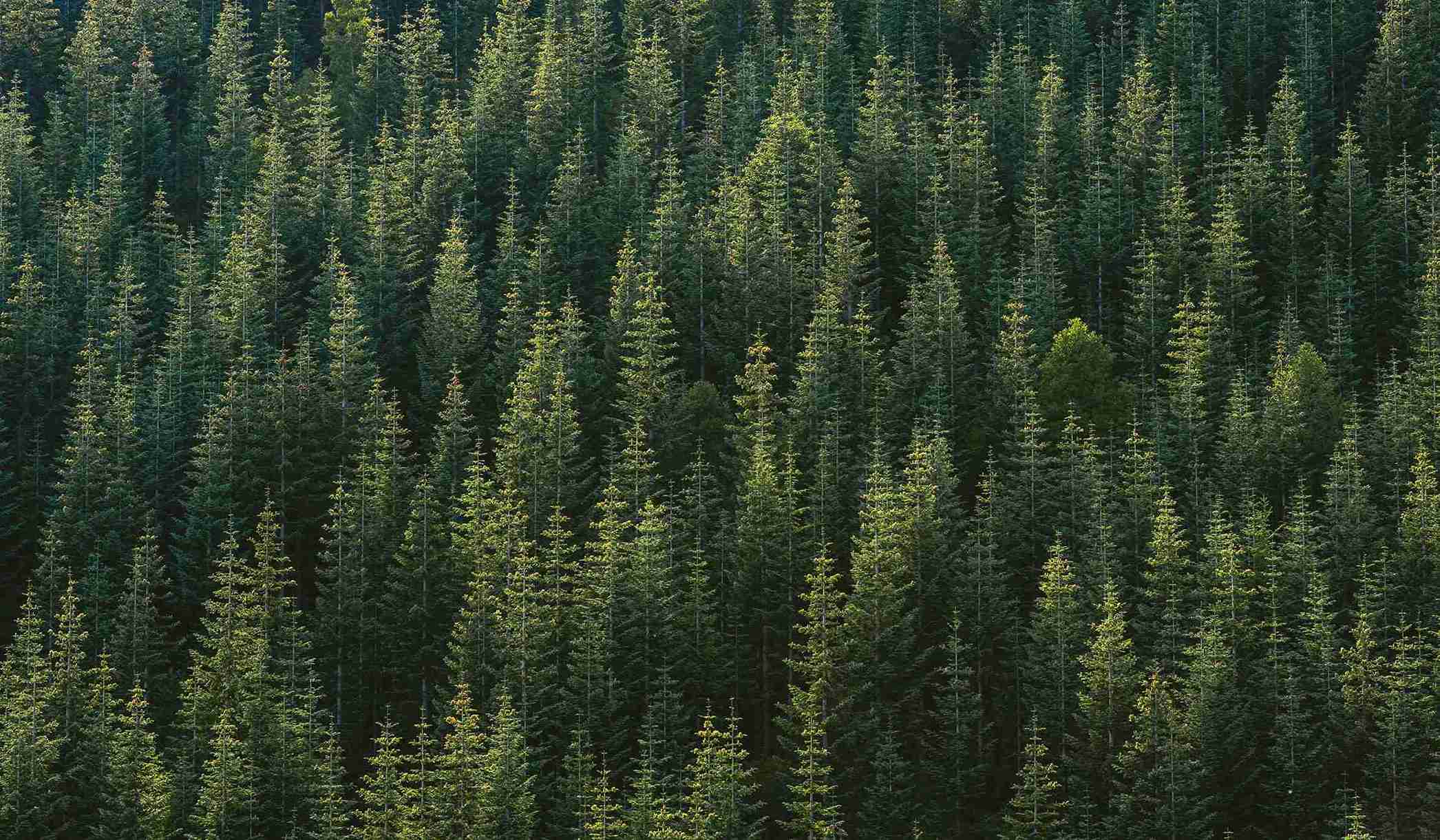 A far away photo of a forest of many trees