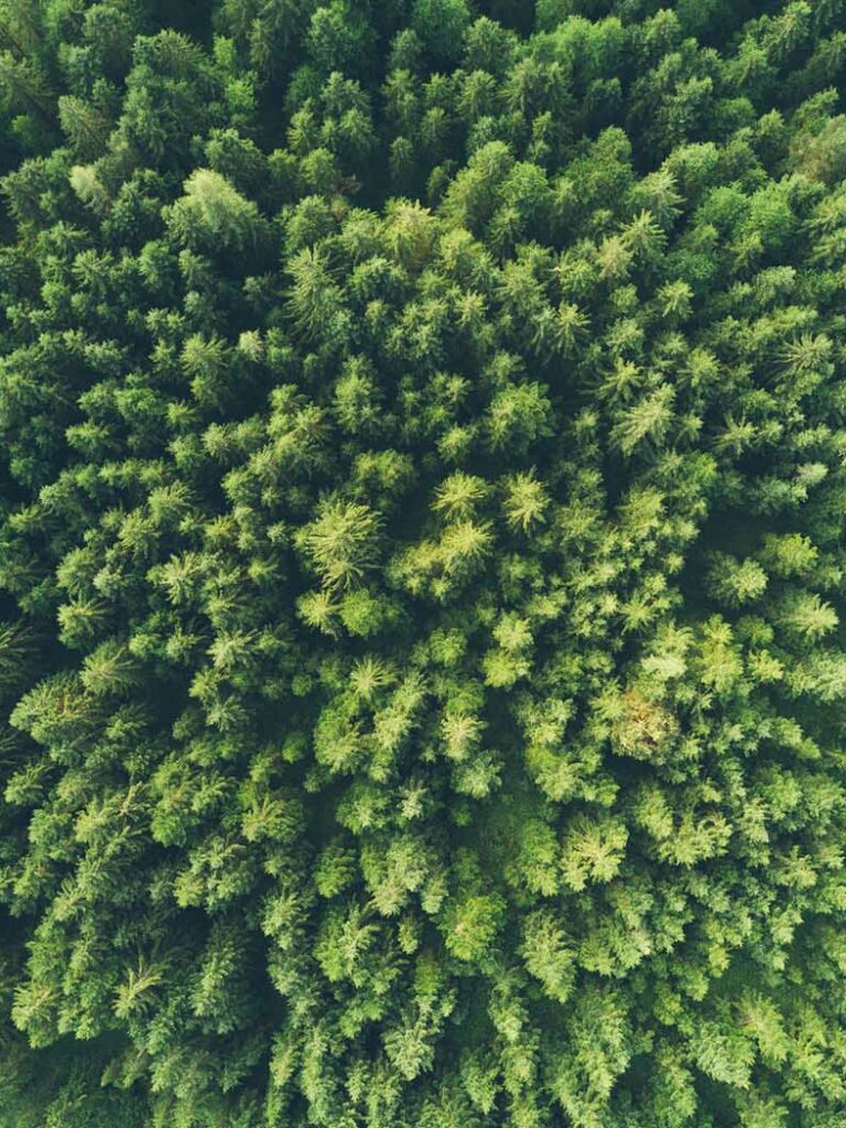 ©John O’Nolan/Unsplash Photo of a forest from the sky by John O'Nolan on Unsplash.