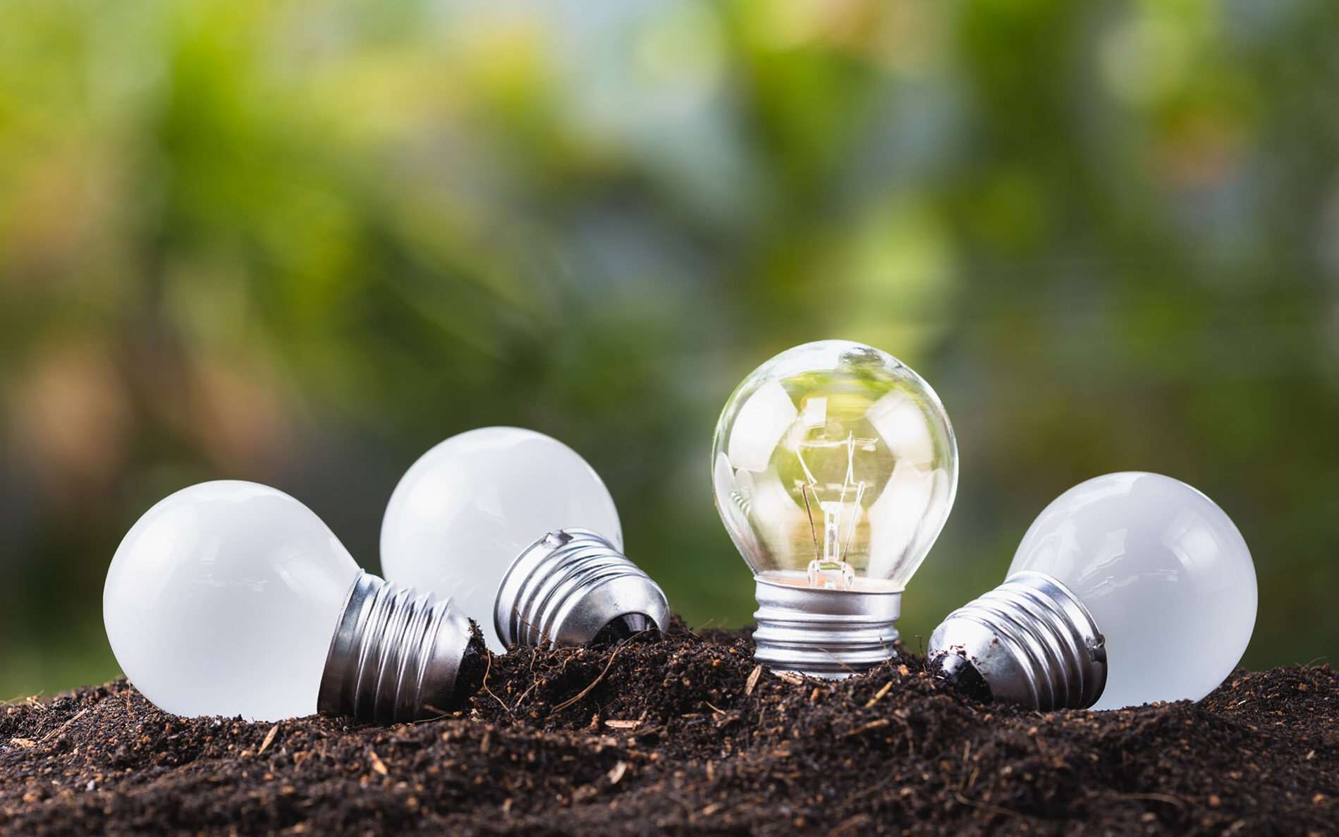 Photo-Credit-patpitchaya-AdobeStock A different small lightbulb growing on soil.