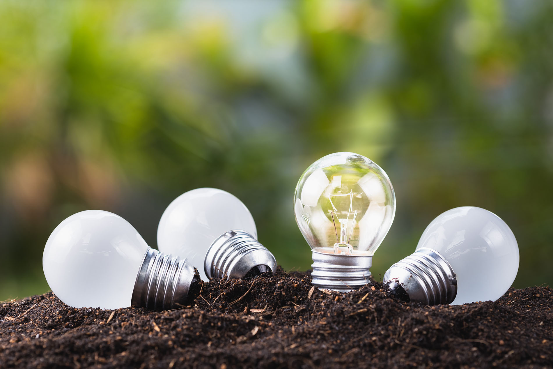 A different small lightbulb growing on soil.