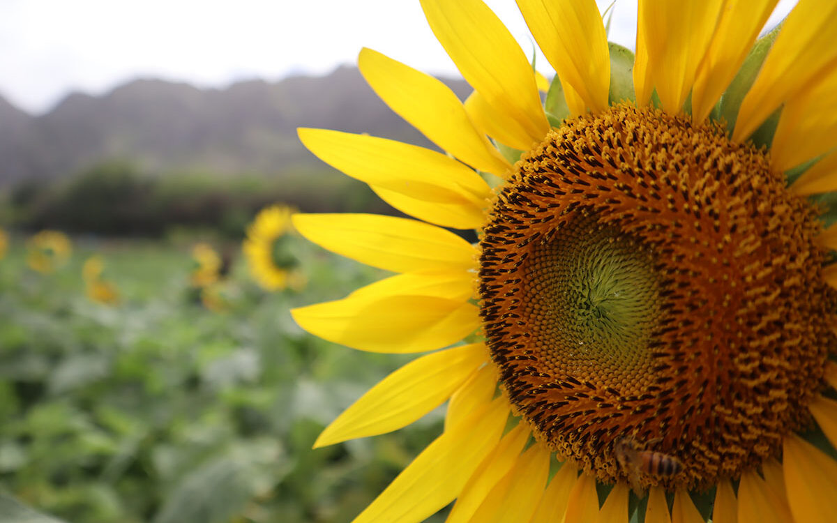 ©Little Plant/Unsplash Picture of a sunflower evoking the idea of the sustainable development goals.