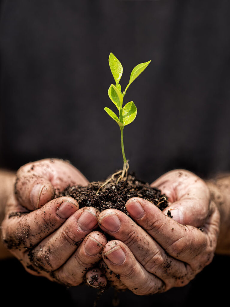 Young plant on hand