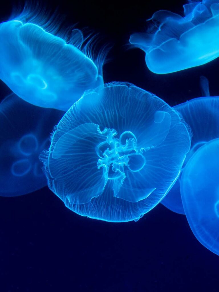 Marat Gilyadzinov/Unsplash Jellyfish by Marat Gilyadzinov/Unsplash