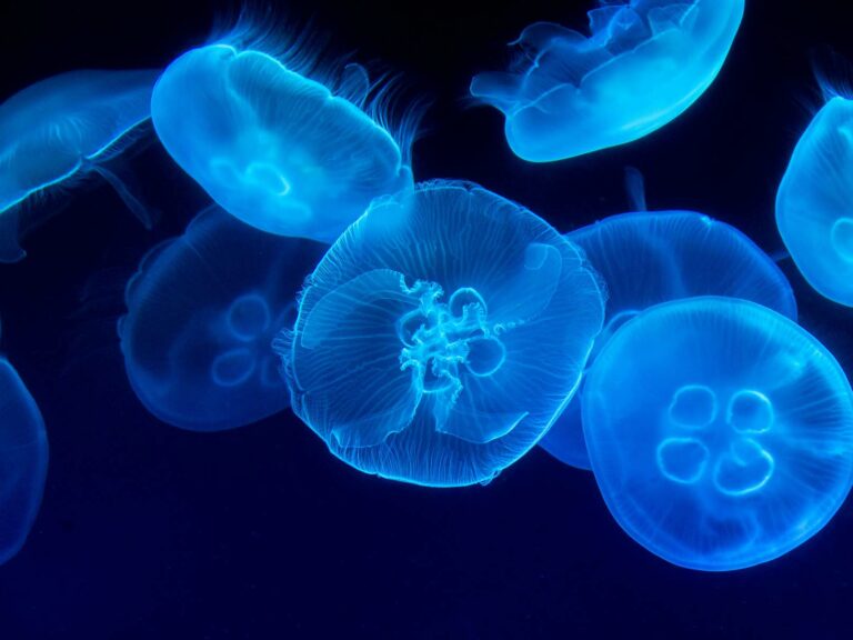 Jellyfish by Marat Gilyadzinov/Unsplash