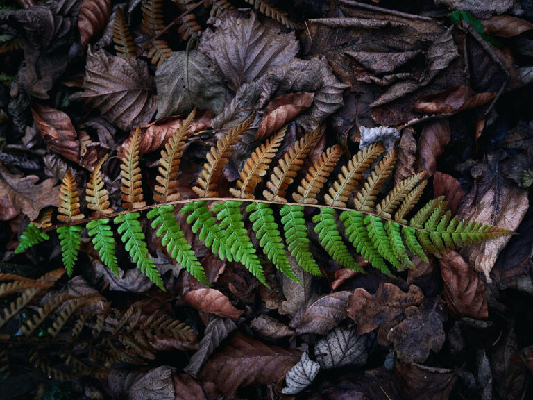 Photo of a leaf with a side that is brown and a side that is green.