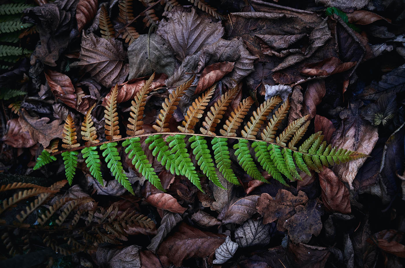 Photo of a leaf with a side that is brown and a side that is green.
