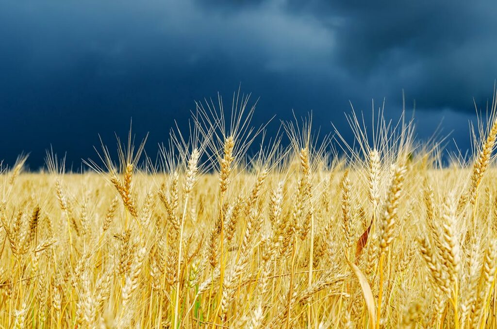 Golden color crop on field. stormy sky