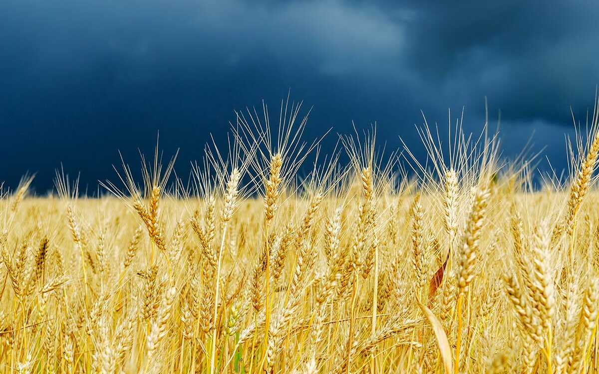 Mykola Mazuryk – AdobeStock Golden color crop on field. stormy sky