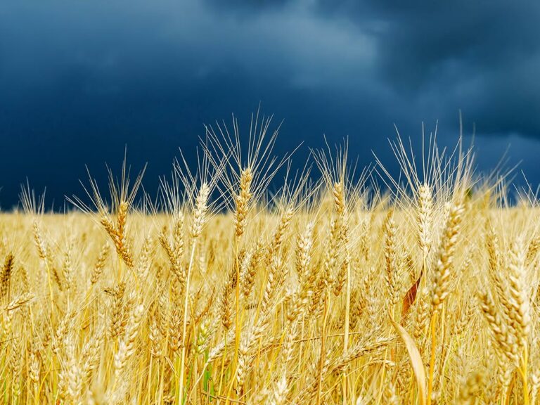 Golden color crop on field. stormy sky