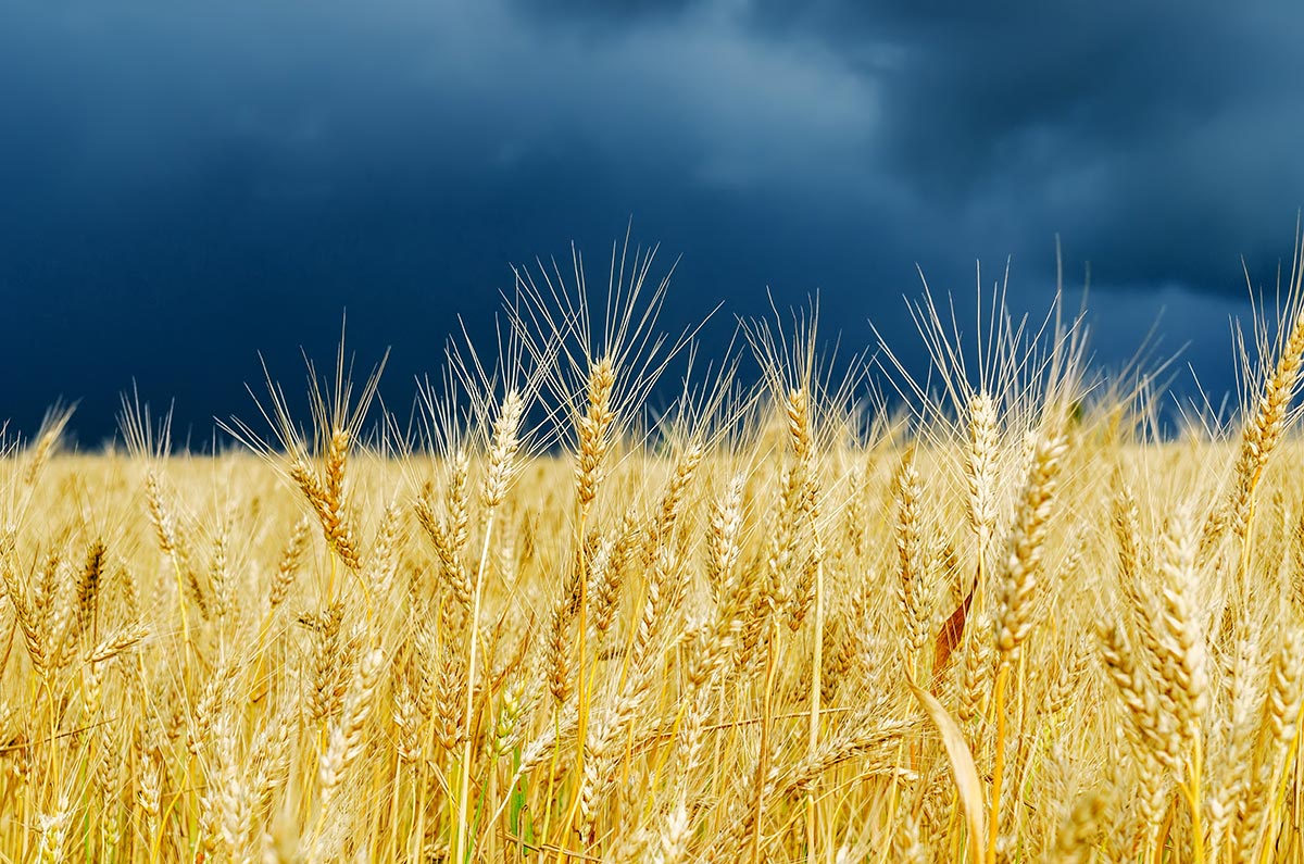 Golden color crop on field. stormy sky