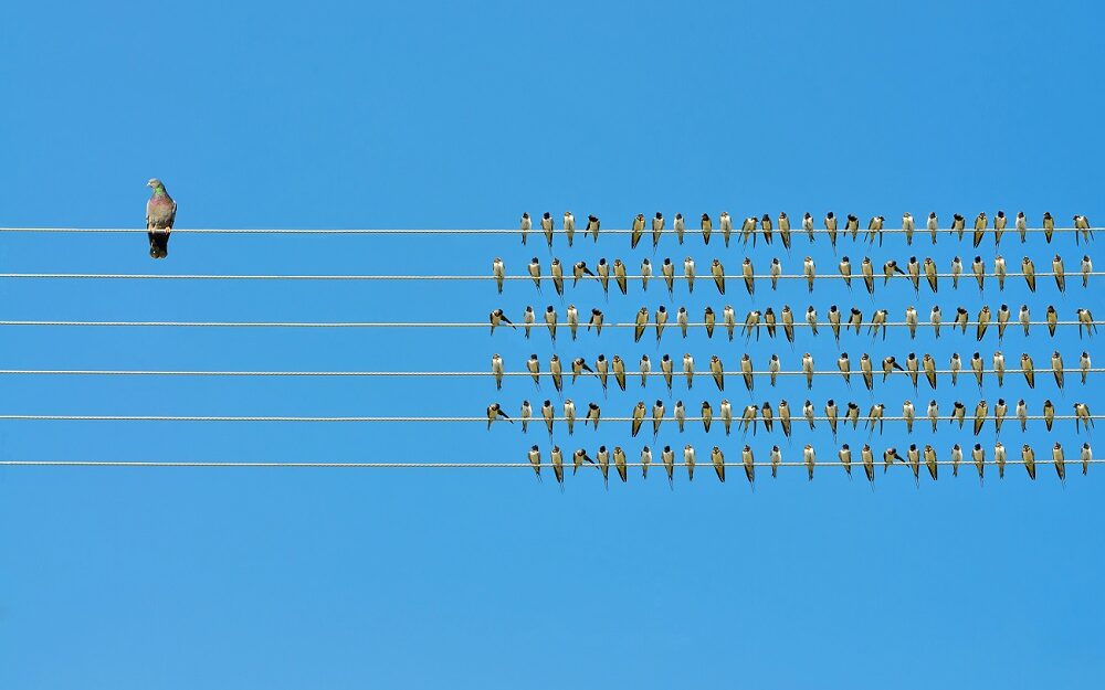 ©Ognjeno / AdobeStock Individuality concept, birds on a wire