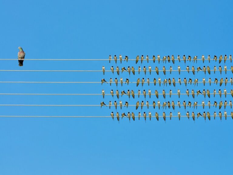Individuality concept, birds on a wire