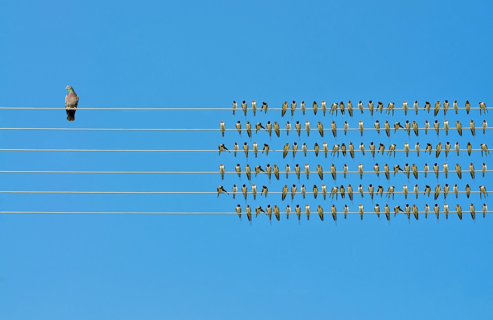 Individuality concept, birds on a wire