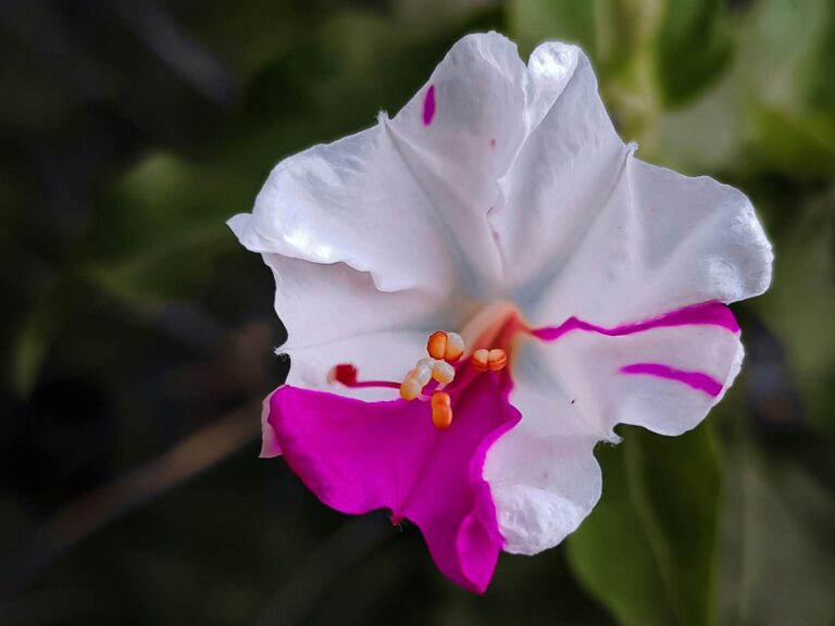 ©Deyar Shahban / Pexels