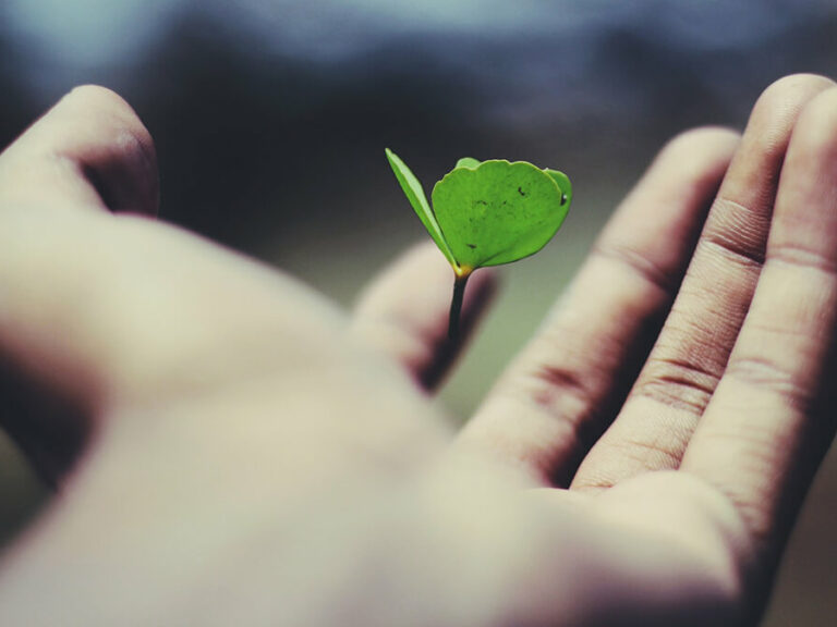 Floating green leaf plant on person's hand, ©Ravi Roshan / Unsplash