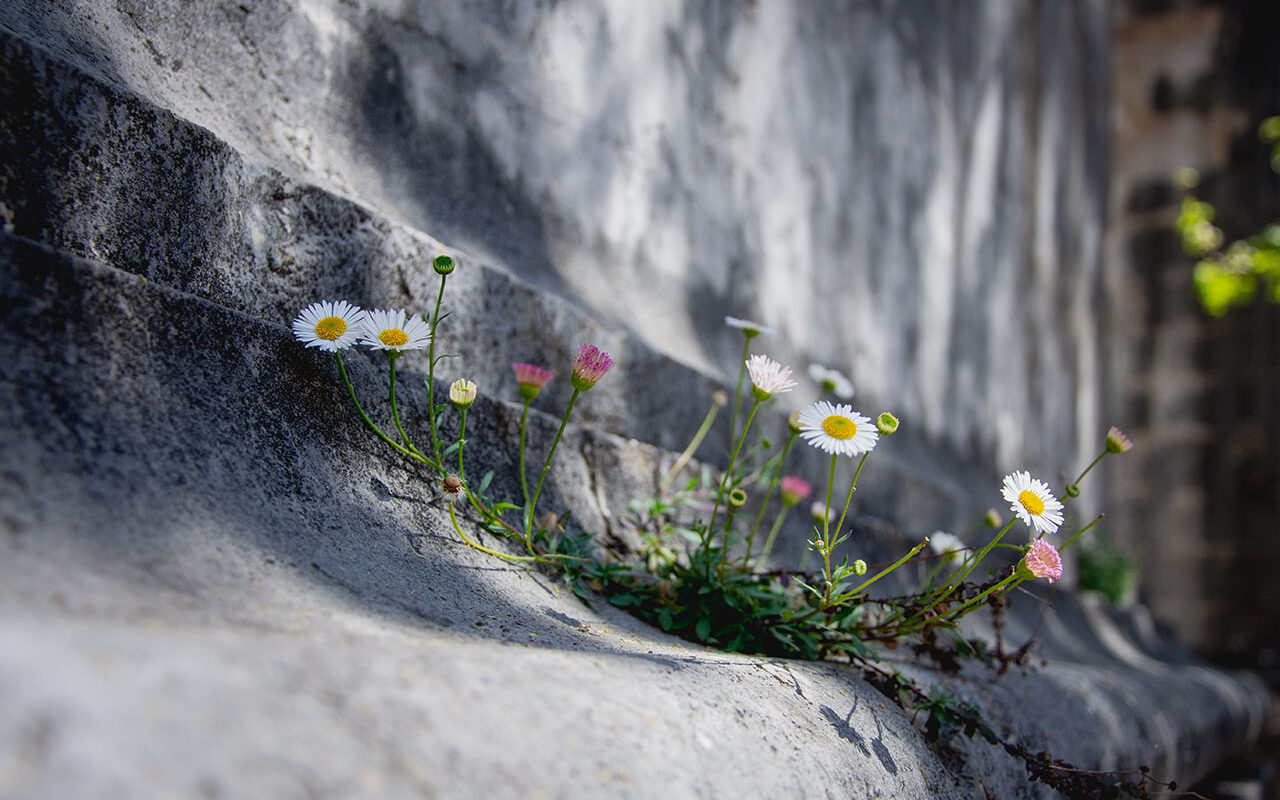 © Sandra Grünewald / Unsplash White and yellow flowers on gray concrete floor, © Sandra Grünewald / Unsplash