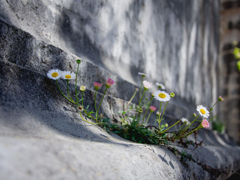 White and yellow flowers on gray concrete floor, © Sandra Grünewald / Unsplash