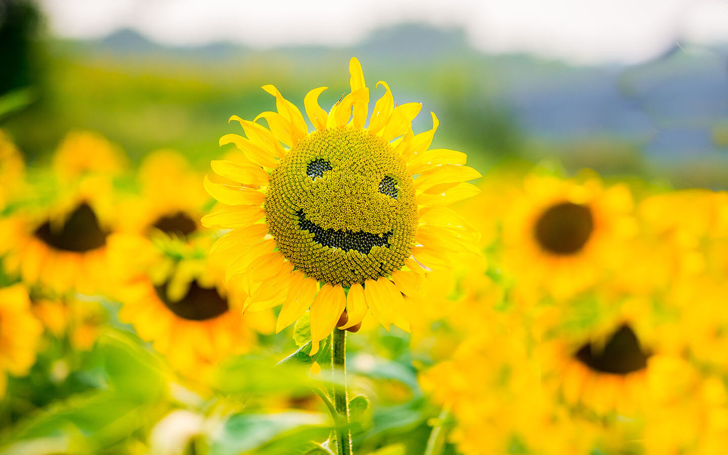 Photo Credit: Sushytska/ Adobe Stock sunflowers smiling on a field of sunflowers in the summer, on a sunny day