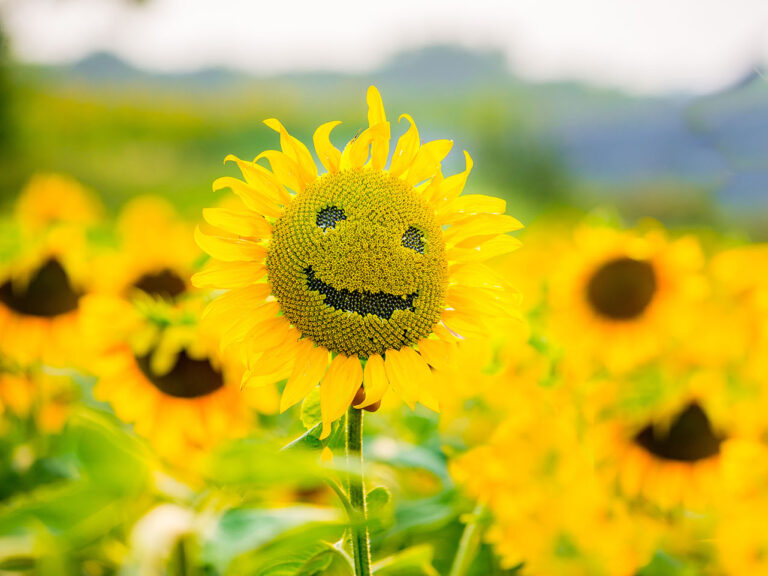 sunflowers smiling on a field of sunflowers in the summer, on a sunny day