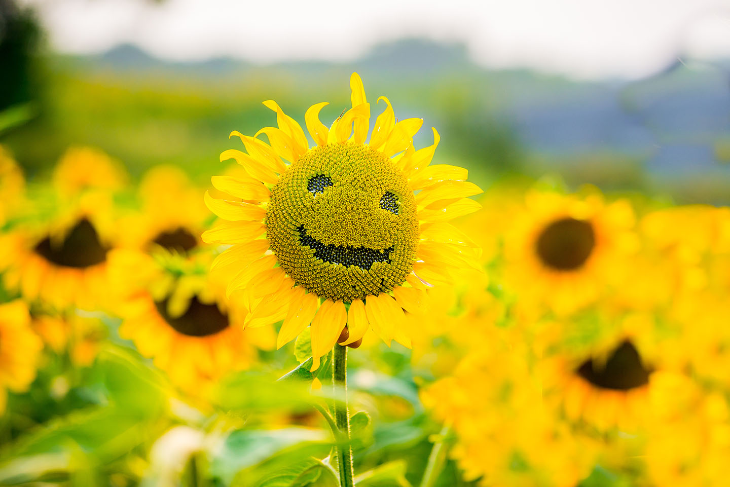 sunflowers smiling on a field of sunflowers in the summer, on a sunny day