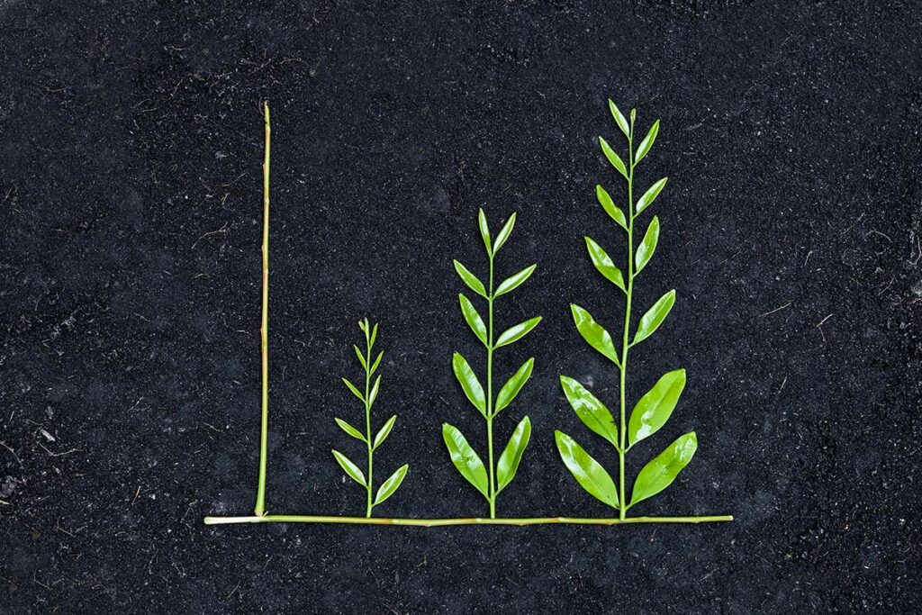 Tree arranged as a green graph on soil