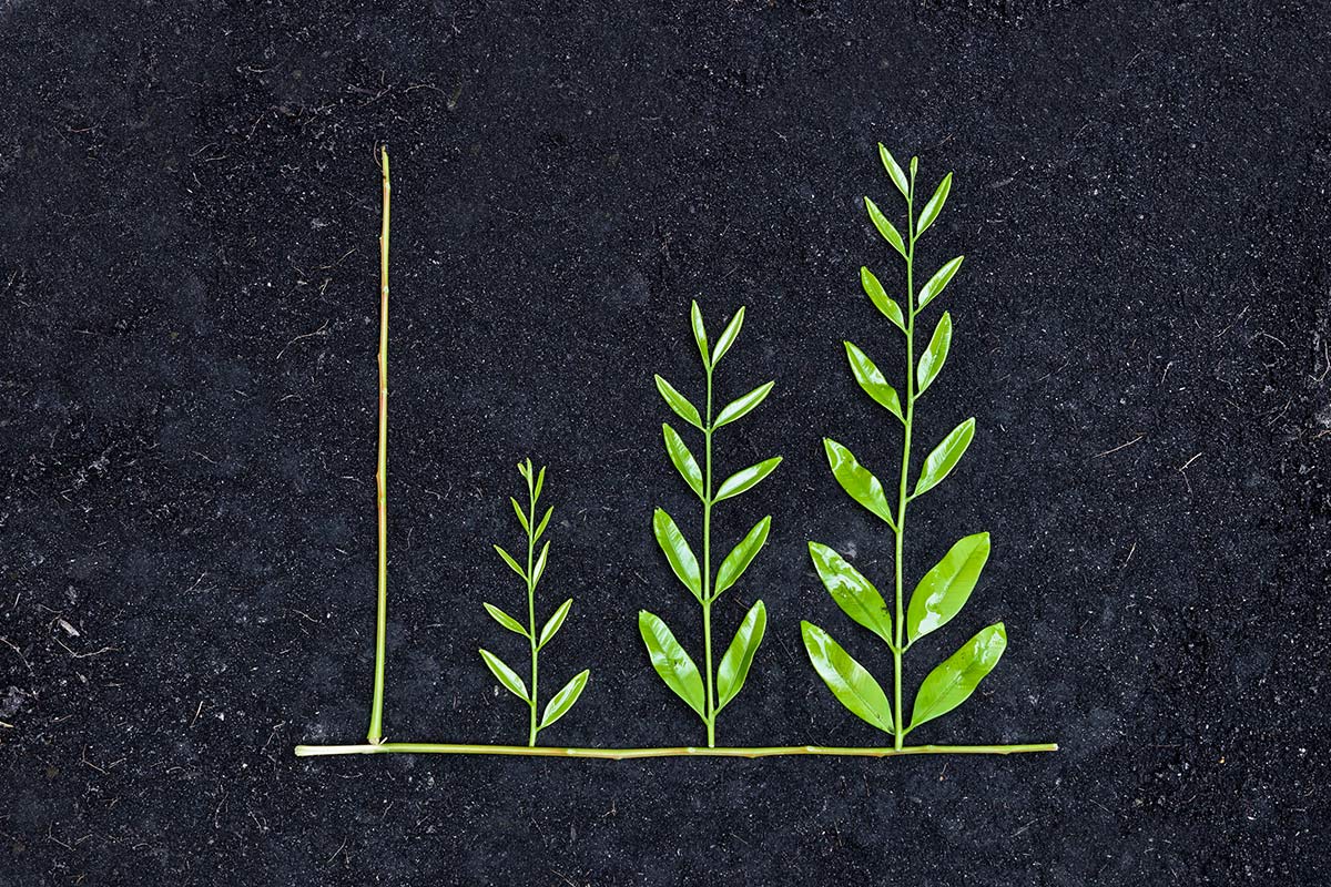 Tree arranged as a green graph on soil